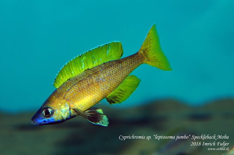 Cyprichromis sp. 'brilliant jumbo' (Speckleback Moba)